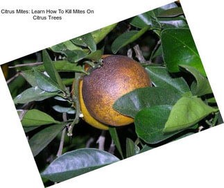 Citrus Mites: Learn How To Kill Mites On Citrus Trees