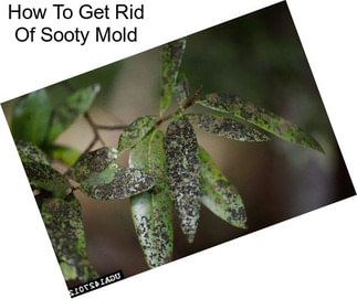 How To Get Rid Of Sooty Mold