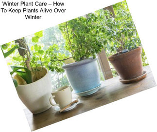 Winter Plant Care – How To Keep Plants Alive Over Winter