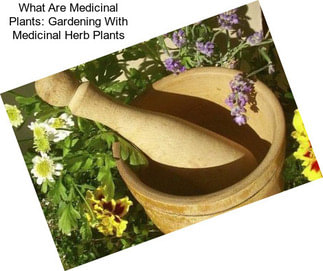 What Are Medicinal Plants: Gardening With Medicinal Herb Plants