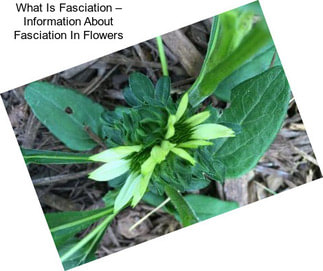 What Is Fasciation – Information About Fasciation In Flowers