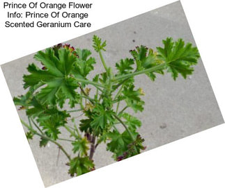 Prince Of Orange Flower Info: Prince Of Orange Scented Geranium Care