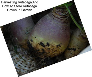 Harvesting Rutabaga And How To Store Rutabaga Grown In Garden