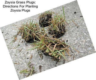 Zoysia Grass Plugs: Directions For Planting Zoysia Plugs