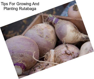 Tips For Growing And Planting Rutabaga