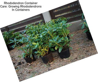 Rhododendron Container Care: Growing Rhododendrons In Containers