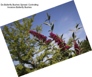 Do Butterfly Bushes Spread: Controlling Invasive Butterfly Bushes