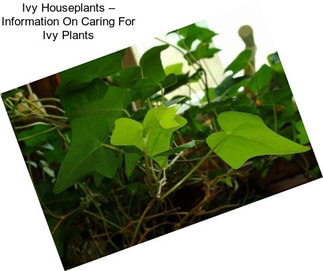 Ivy Houseplants – Information On Caring For Ivy Plants