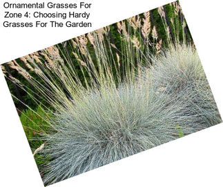 Ornamental Grasses For Zone 4: Choosing Hardy Grasses For The Garden