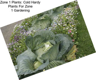 Zone 1 Plants: Cold Hardy Plants For Zone 1 Gardening