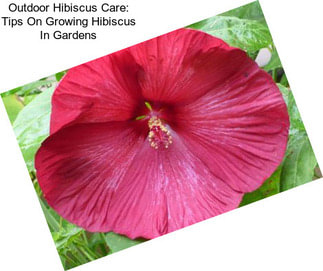 Outdoor Hibiscus Care: Tips On Growing Hibiscus In Gardens