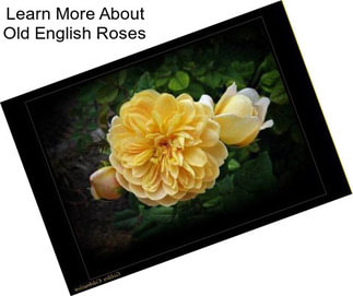 Learn More About Old English Roses