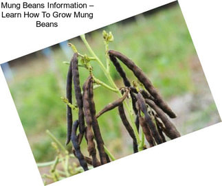 Mung Beans Information – Learn How To Grow Mung Beans