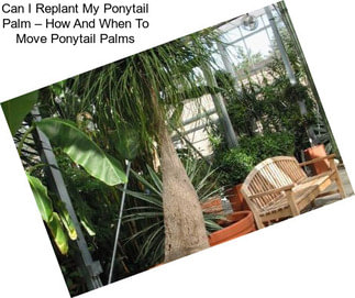 Can I Replant My Ponytail Palm – How And When To Move Ponytail Palms