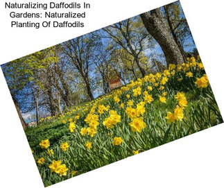 Naturalizing Daffodils In Gardens: Naturalized Planting Of Daffodils