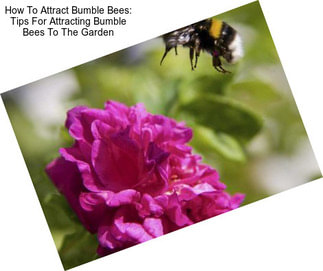 How To Attract Bumble Bees: Tips For Attracting Bumble Bees To The Garden