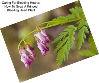 Caring For Bleeding Hearts: How To Grow A Fringed Bleeding Heart Plant