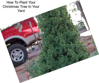 How To Plant Your Christmas Tree In Your Yard