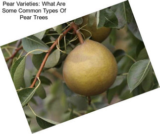 Pear Varieties: What Are Some Common Types Of Pear Trees