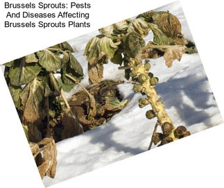 Brussels Sprouts: Pests And Diseases Affecting Brussels Sprouts Plants