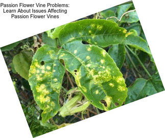 Passion Flower Vine Problems: Learn About Issues Affecting Passion Flower Vines