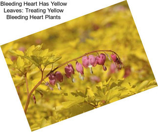 Bleeding Heart Has Yellow Leaves: Treating Yellow Bleeding Heart Plants