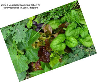 Zone 3 Vegetable Gardening: When To Plant Vegetables In Zone 3 Regions