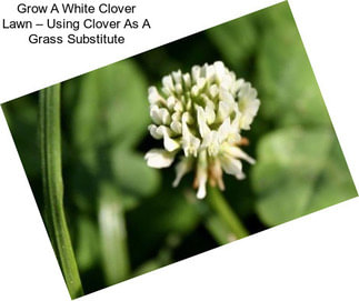 Grow A White Clover Lawn – Using Clover As A Grass Substitute