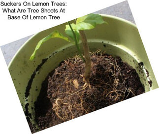 Suckers On Lemon Trees: What Are Tree Shoots At Base Of Lemon Tree