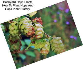 Backyard Hops Plant: How To Plant Hops And Hops Plant History