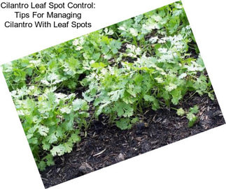 Cilantro Leaf Spot Control: Tips For Managing Cilantro With Leaf Spots