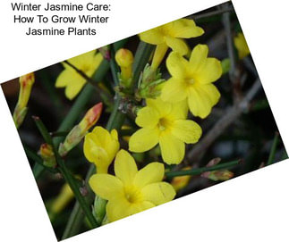 Winter Jasmine Care: How To Grow Winter Jasmine Plants