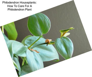 Philodendron Houseplants: How To Care For A Philodendron Plant