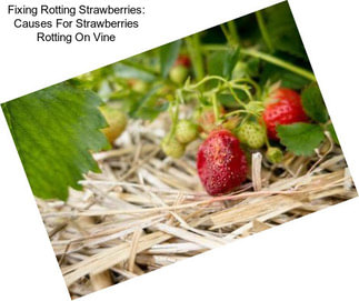 Fixing Rotting Strawberries: Causes For Strawberries Rotting On Vine