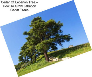 Cedar Of Lebanon Tree – How To Grow Lebanon Cedar Trees