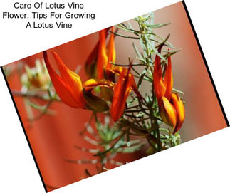 Care Of Lotus Vine Flower: Tips For Growing A Lotus Vine