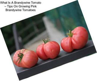 What Is A Brandywine Tomato – Tips On Growing Pink Brandywine Tomatoes