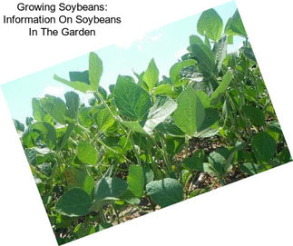 Growing Soybeans: Information On Soybeans In The Garden