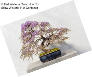 Potted Wisteria Care: How To Grow Wisteria In A Container