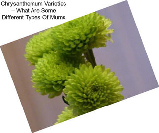 Chrysanthemum Varieties – What Are Some Different Types Of Mums