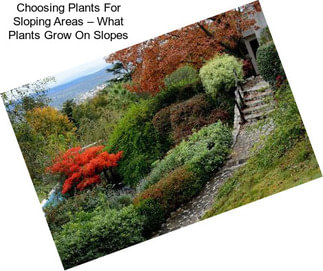 Choosing Plants For Sloping Areas – What Plants Grow On Slopes