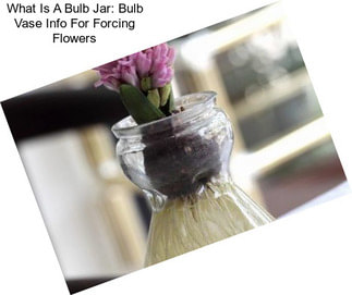 What Is A Bulb Jar: Bulb Vase Info For Forcing Flowers