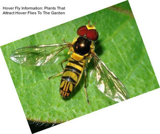 Hover Fly Information: Plants That Attract Hover Flies To The Garden