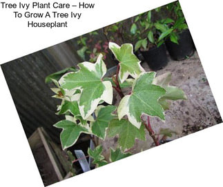 Tree Ivy Plant Care – How To Grow A Tree Ivy Houseplant