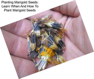 Planting Marigold Seeds: Learn When And How To Plant Marigold Seeds