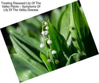 Treating Diseased Lily Of The Valley Plants – Symptoms Of Lily Of The Valley Disease