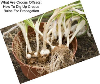 What Are Crocus Offsets: How To Dig Up Crocus Bulbs For Propagation