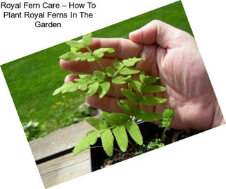 Royal Fern Care – How To Plant Royal Ferns In The Garden