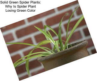Solid Green Spider Plants: Why Is Spider Plant Losing Green Color