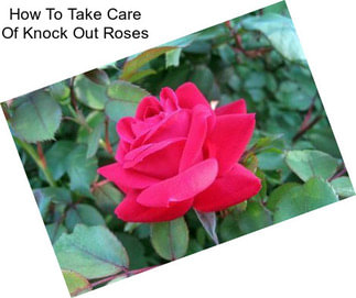 How To Take Care Of Knock Out Roses